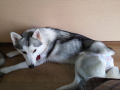 -Husky Go! 哈士奇体验馆·宠物咖啡厅狗咖