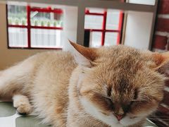 -猫小院猫主题餐厅(南锣旗舰店)