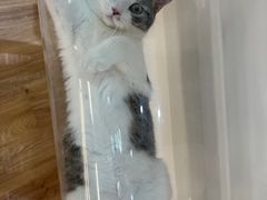 -COLOR PETS 撸猫馆·购猫·猫咖(长风大悦城店)