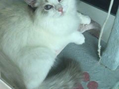 -十年猫舍·猫咪专门店(普陀店)