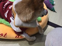 -逗柴咖啡屋·狗咖猫咖宠物桌游