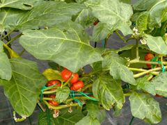 -兰陵国家农业公园