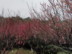 -雨花胜境