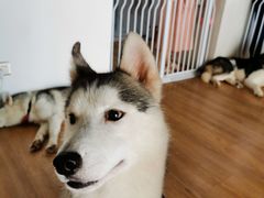-Husky Go! 哈士奇体验馆·宠物咖啡厅狗咖