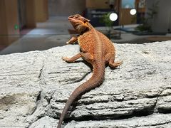 -帕帕拉兹宠物(亚洲旗舰店)