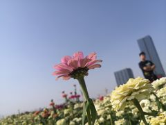 -映月湖中央公园
