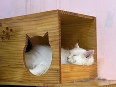 -我爱猫咪·猫咖·狗咖·安哥拉兔·羊驼咖(小寨华旗店)