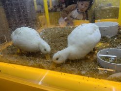 点击看大图 -神奇动物撸宠馆·羊驼·小浣熊·异宠(豫园店)