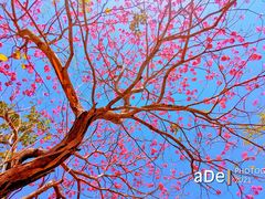 -天适樱花悠乐园