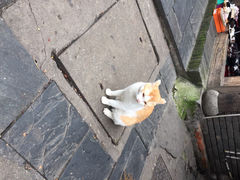 太平街的猫-太平老街
