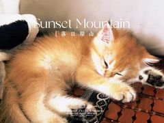 -翊宠yipet猫狗购宠庄园犬舍•猫舍