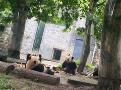 -都江堰中华大熊猫苑