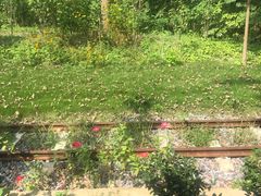 -合肥滨湖国家森林公园