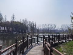 -合肥滨湖国家森林公园