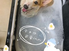 -佳雯宠物医院·皮肤科·内外科(春晓路分院)