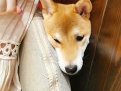 -逗柴咖啡屋·狗咖猫咖宠物桌游