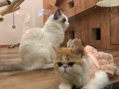 -袖虎·猫馆(体育西路店)