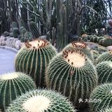 很多人集中在一個打卡位，需要p圖才可以跟網紅拍的差不多