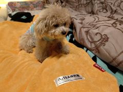 -北京观赏动物医院·24小时大型综合·猫专科·异宠专科