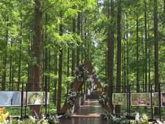 -黄海国家森林公园