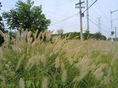 -佛手湖郊野公园
