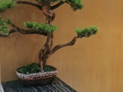 -如轩·海鲜砂锅粥·潮汕菜(南城店)