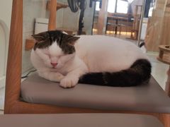 -喵园·猫主题咖啡厅·撸猫·猫咖(国贸店)