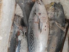 -海峡水产品交易中心(海鲜交易区)