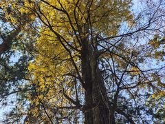 -天目山大树王景区