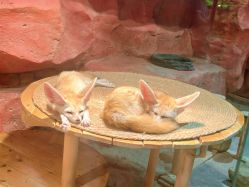 -Zoolung Zoolung动物主题公园(海信广场店)