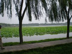 -白洋淀景区