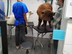 -萌兽医馆·宠物医院·猫骨科(创景店)