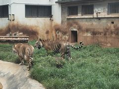 -昆明动物园