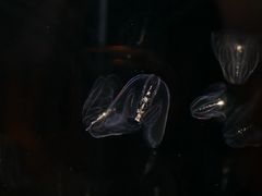 -鹿儿岛水族馆
