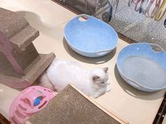 -momokira米努特·德文卷毛猫·棉花面纱犬