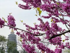 -红梅公园