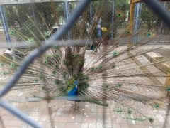 -长白岛森林公园