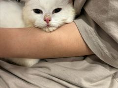 -楼上猫咖(罗湖店)