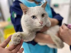-佳雯宠物医院(四明中路分院)