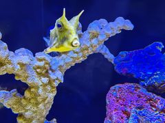 -上海海洋水族馆