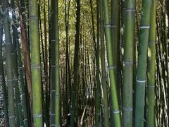 -泰山风景名胜区-普照寺