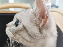 -纳吉亚猫专科动物诊疗中心(蒋宅口分院)