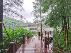 -重庆彩云湖湿地公园