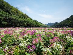 -广州市石门国家森林公园