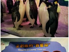 -珠海长隆海洋王国