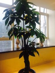 点击看大图 -净妍美肌专业净毛嫩肤连锁机构