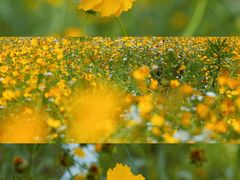 -广富林郊野公园