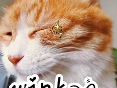 -芭比堂动物医院·犬猫全科·异宠专科(雁塔分院)