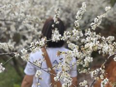 -广州市流溪河国家森林公园