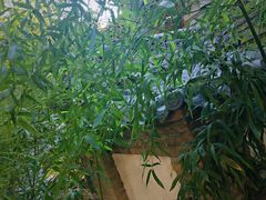 -老张烤羊(王哥庄店)